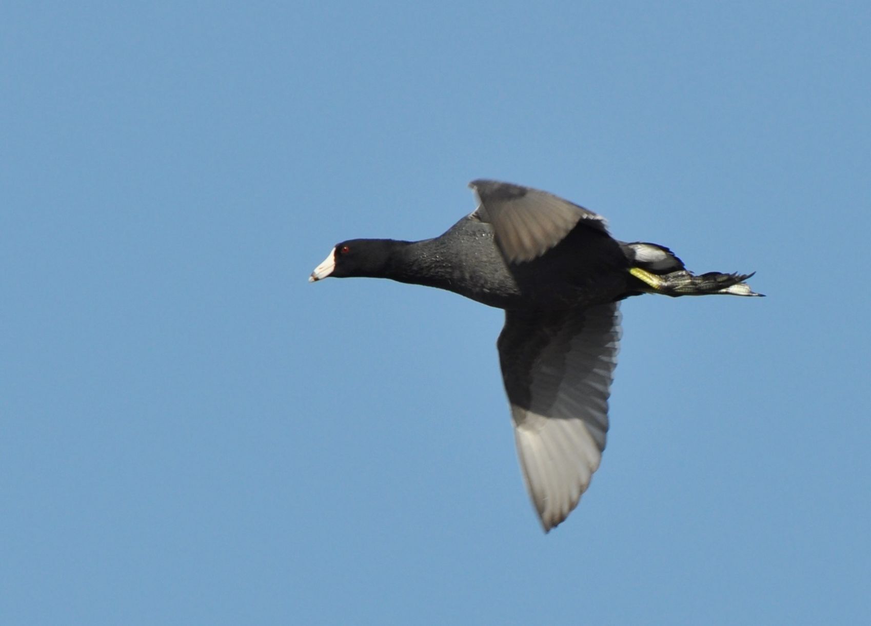 Coot - on the wing